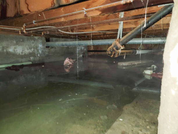 Best Water damage contractors near me  in Homewood, SC