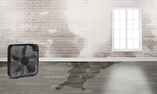 Best Ceiling water damage repair  in Homewood, SC